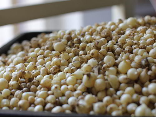 củ nén kho cá kìm